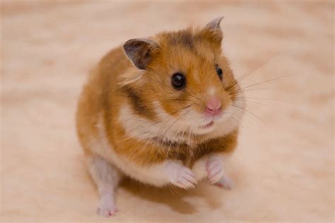 types  hamster breeds personality traits care tips