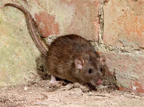 These city neighborhoods have been designated rat mitigation zones