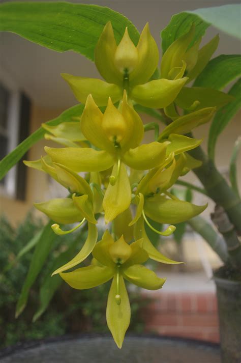 Cyc. Golden Showers (Cycnoches herrenhusanum × Cycnoches chlorochilon