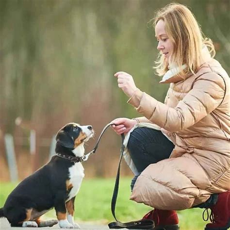 essential dog training commands  guide  trainers