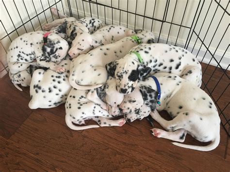 Dalmatian Puppies For Sale | Jacksonville, FL #181453