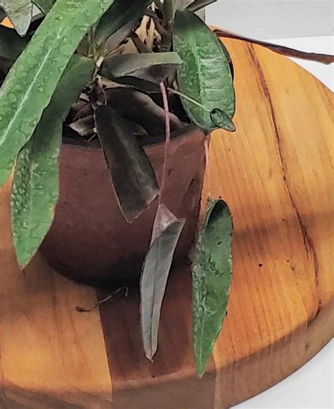 Mother and Daughter Croton Codiaeum Variegatum Live Plant - Etsy