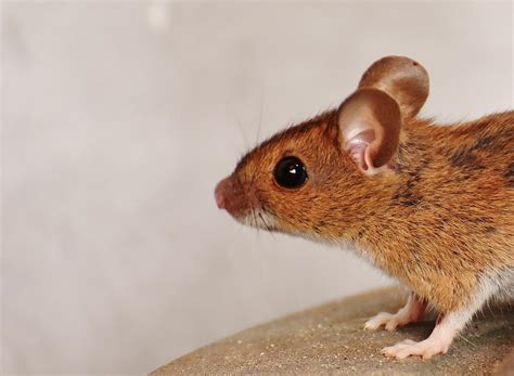 mouse rodent cute  photo  pixabay