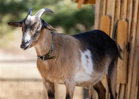 dairy goat breeds