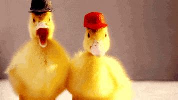 Cute Duck GIFs - Find & Share on GIPHY