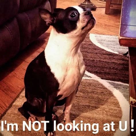 100+ Funniest Boston Terrier Memes