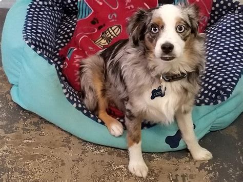 Easy to Follow Australian Shepherd Training Guide | UK Pets