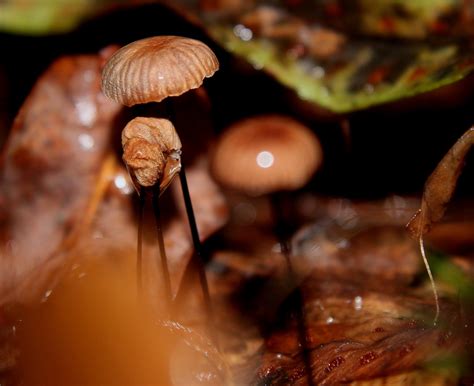 images nature leaf autumn fauna close  fungus naturaleza