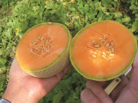 Cantaloupe Sugar Cube F1 | W.H. Perron