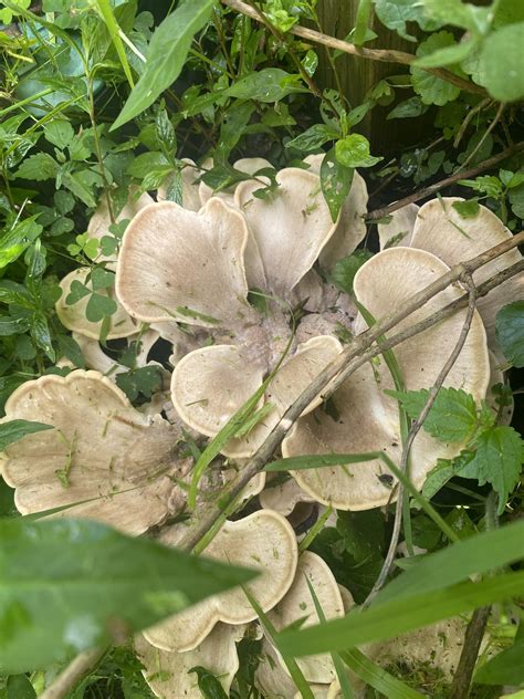 Found Mushrooms : r/EdibleMushrooms