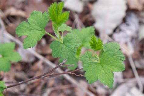 plantpostings plant   month currant