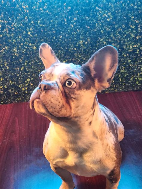 CREED FRENCH BULLDOG - Puptown Dog Training Houston, TX