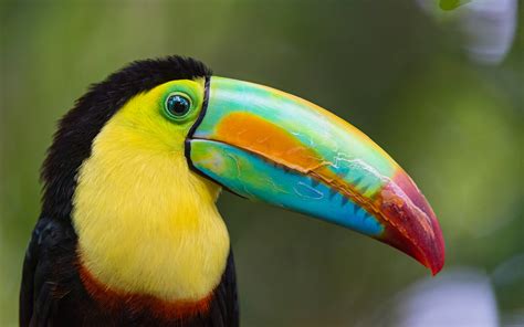 Toucan Bird Photos, Dream Of Toucan, #24575