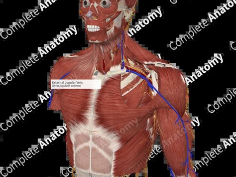 external jugular vein complete anatomy
