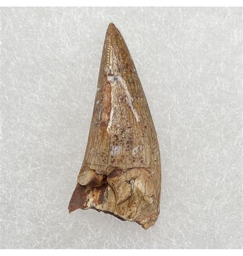 Fossils For Sale | Fossils-UK.com | Upper Triassic Phytosaur Tooth from Chinle Formation ...