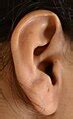 categoryhuman auricles wikimedia commons