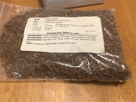 Common Juniper Tree Seeds (JUNIPERUS COMMUNIS) | TreeSeedMan.Com TREE