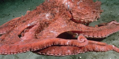 Giant Pacific Octopus Camouflage