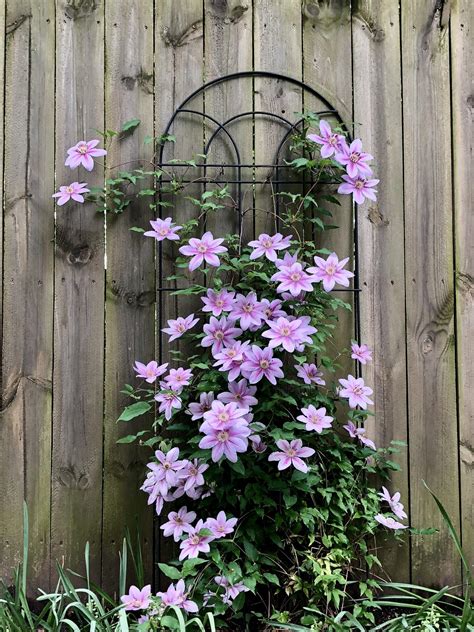 Clematis growing in Columbus, OH : r/BotanicalPorn
