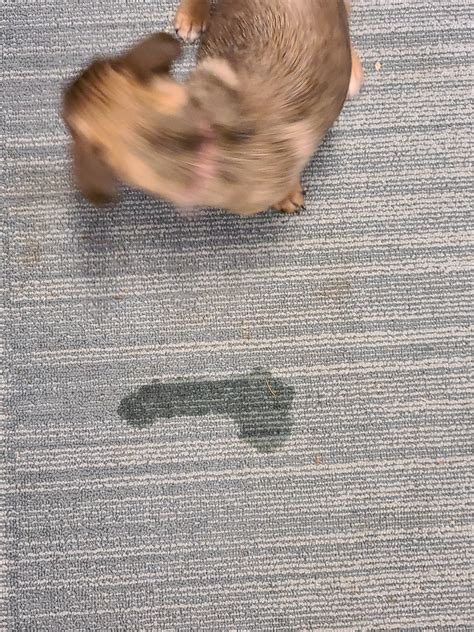 So my puppy peed on the floor. : r/funny
