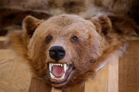 Bear Close Images - Free Download on Freepik