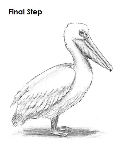 how to draw a pelican step by step