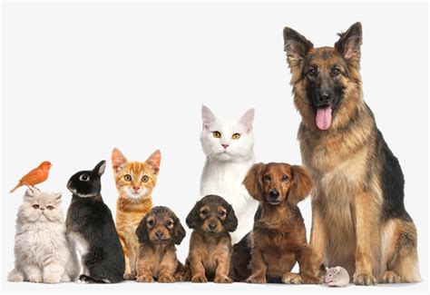 They Are All Our Family - Cachorro E Gato Png - 947x605 PNG Download ...