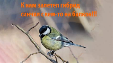 Птичку жалко или о бедной птичке замолвите слово!!! - YouTube