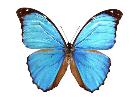 blue morpho butterfly