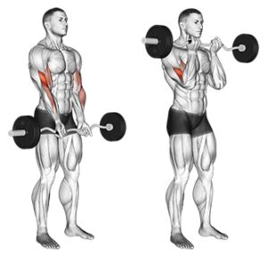 7 Bicep Workouts - Best Exercises for Beginners at the Gym