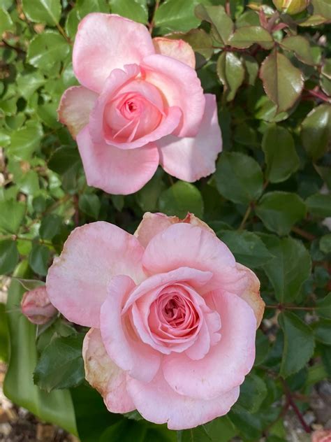 Sunbelt Savannah Hybrid Tea Rose | Fragrant Rose Plant – Heirloom Roses