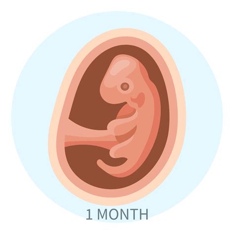 Label The Structures Surrounding A Late 4 Week Old Embryo 1