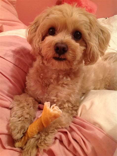 Teacup Maltipoo Haircuts at Ellie Lowin blog