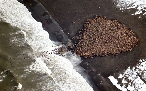 Here's Why Thousands of Walruses Are Gathering on Alaska's Shore | TIME