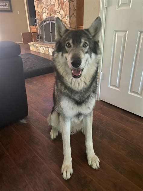 Texas Wolfdog Project | Long-Term Residents - Detail