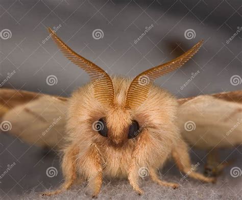 closeup   face   moth stock image image  focus antenna