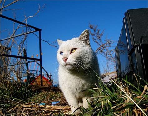 Кошки-япошки (76 фото) | Прикол.ру — приколы, картинки, фотки и розыгрыши!