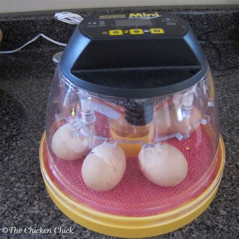 how to incubate duck eggs at home