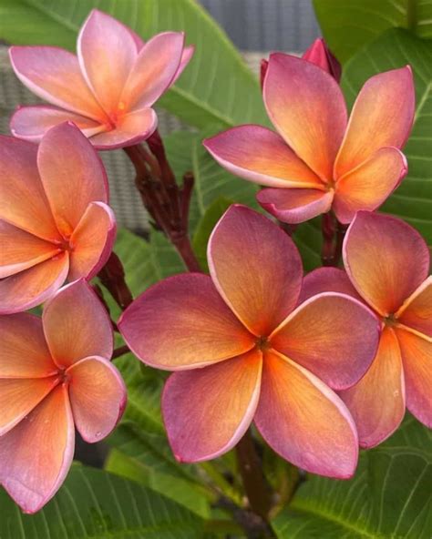 What Color Are Plumeria Flowers? A Guide to Their Vibrant Hues