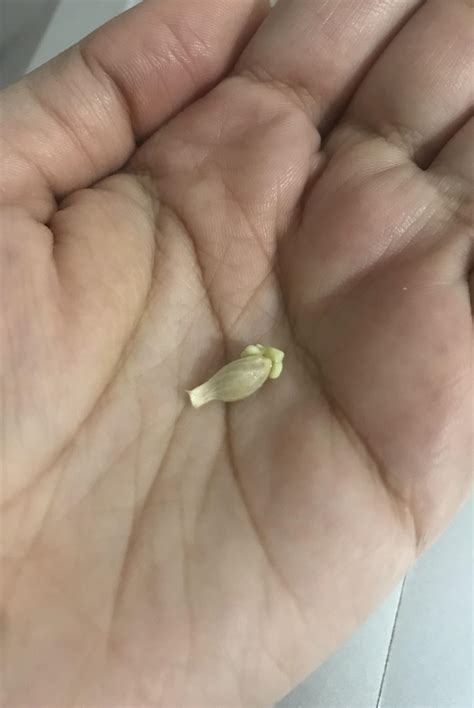 growing an orange tree from a seed 8