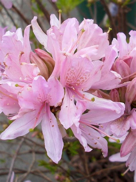 Азалия японская (Azalea japonica) «Western lights» - «Feel Green»