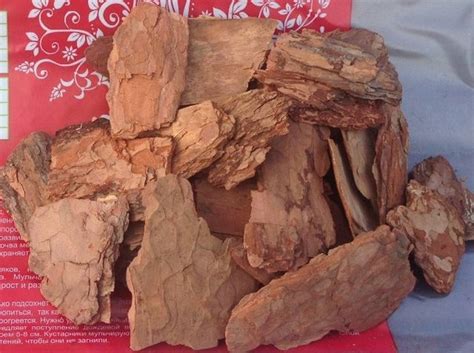 Кора сосны поможет долго не стареть