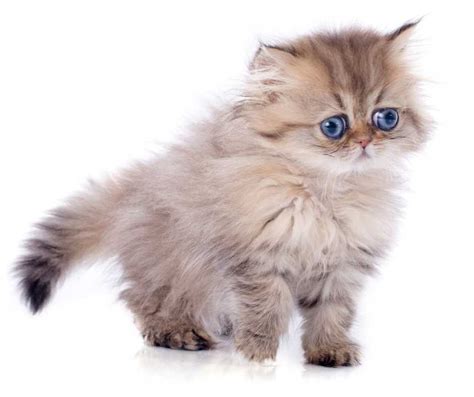 kucing parsi comel  dunia gambar  semuanya tentang kucing