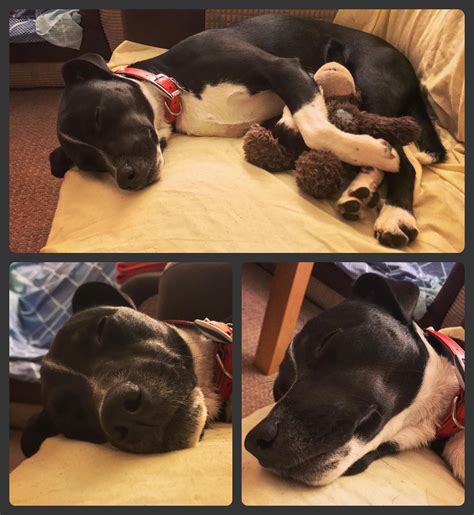 Always let sleeping dogs lie : r/lookatmydog