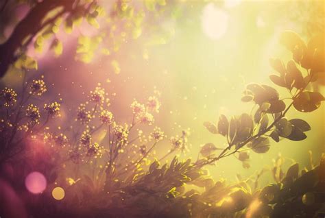 cute nature background stock  images  backgrounds