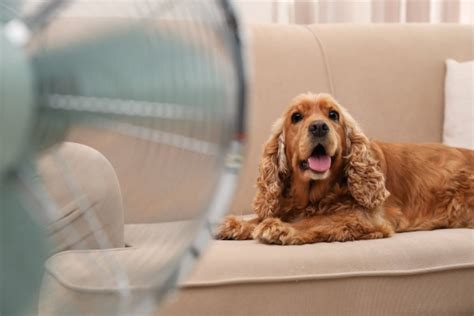 how to cool down a dog without ac