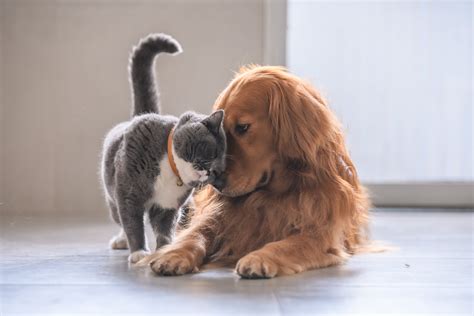 Cat and Dog Wrap Each Other In Hug In 'Wholesome' Video: 'You're Mine Meow' - Newsweek
