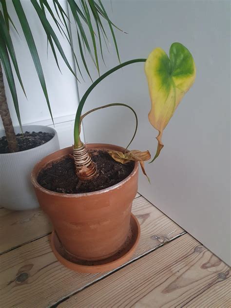 Help! Can it be saved? : r/plants