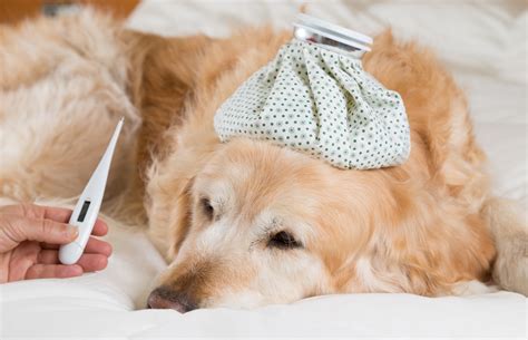 How To Tell Your Dog Has A Fever | Dutch