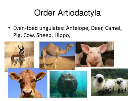 classification   kingdoms note book powerpoint